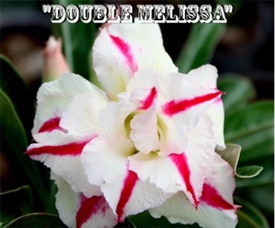 (image for) New Adenium \'Double Melissa\' 5 Seeds